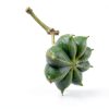 Frontier Co-op Organic Whole Star Anise Pods Vietnamese-2